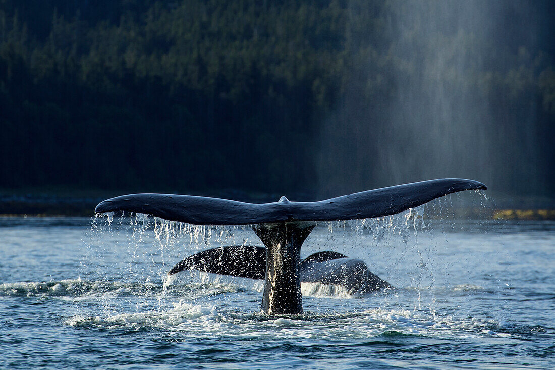 A group of Humpback whales surface while feeding in the bountiful waters of SE Alaska's Inside Passage, Favorite Channel, near Juneau. Two whales raise their flukes as they return to the depths.