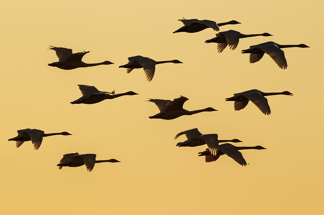 Trumpeter Swans take to the air at sunset above Marsh Lake as they make their way towards their next destination during Spring migration, Yukon, Canada. Composite.