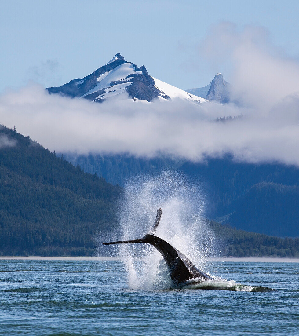On a sunny morning a Humpback whale repeatedly pounds its flukes on the calm surface of the Inside Passage near Juneau's, Favorite Channel. Coast Range mountains rise beyond. This behavior is known as Tail Lobbing. Composite.