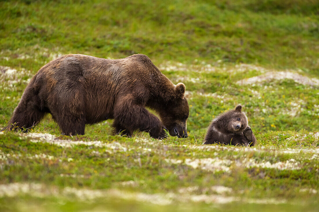 A brown bear cub plays on the tundra while its mother forages for berries in Katmai National Park, Alaska.