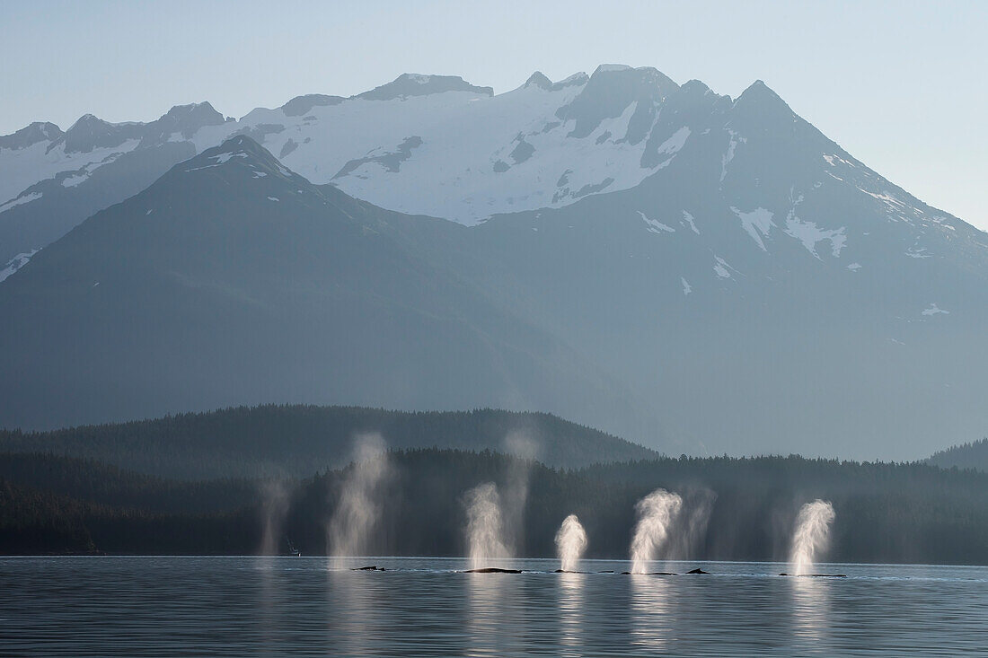 On a calm morning a group of Humpback whales fill their lungs with air before retruning to feed along a forested shoreline in SE Alaska's Inside Passage, Favorite Channel, near Juneau. Coast Range mountains rise beyond.
