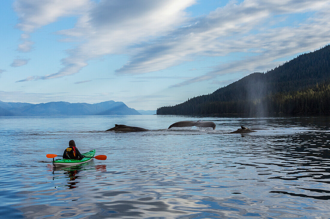 A sea kayaker watches as a group of Humpback whales lift their flukes, returning to the bountiful waters of SE Alaska's Stephens Passage, Tracy Arm and Coast Range mountains rise beyond. MR, Ed Emswiler, ID#12172012A