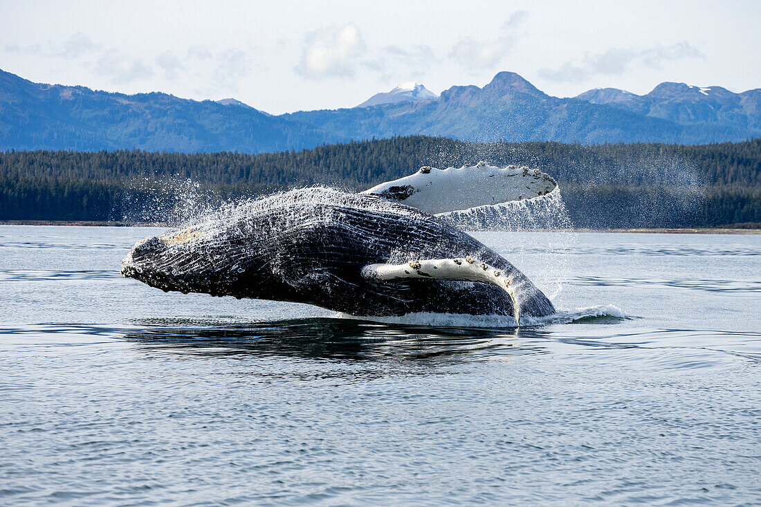 A humpback whale breaches as it leaps from the calm waters of Stephens Passage near Tracy Arm in Alaska's Inside Passage. Admiralty Island's forested shoreline beyond, Tongass Forest.