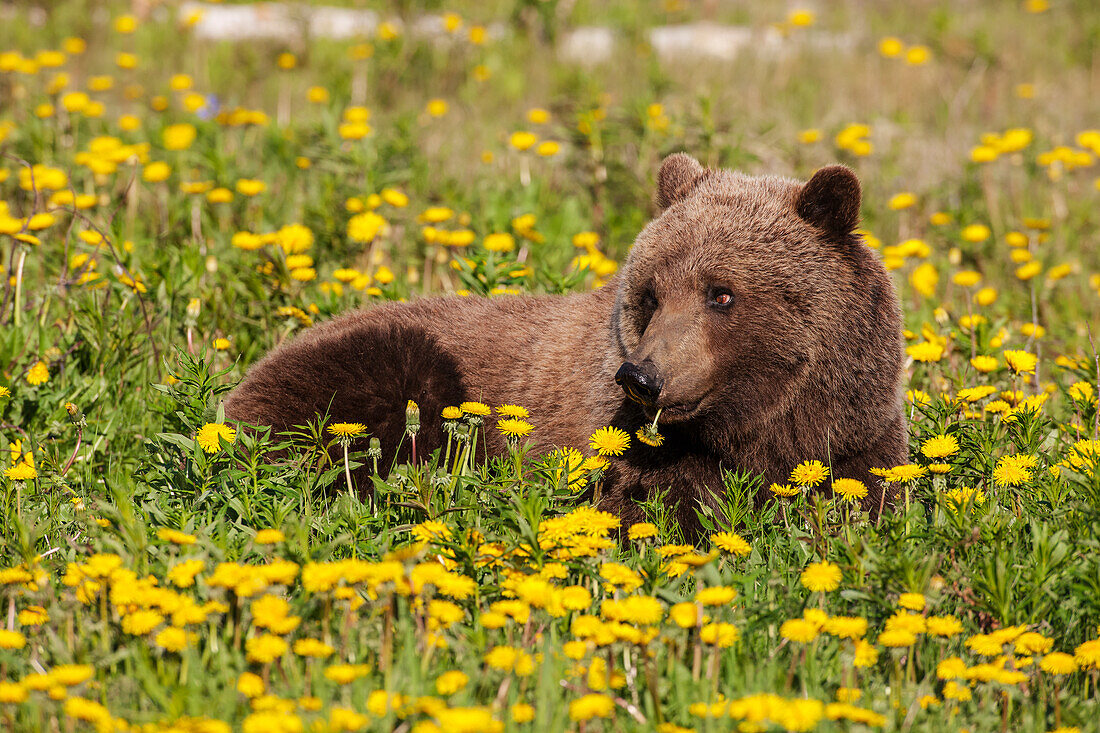 A Brown bear forages on dandelions, Alsek-Tatenshini National Park, accessable from the Haines to Haines Junction section of the Alaska Highway, Spring, Yukon, Canada.