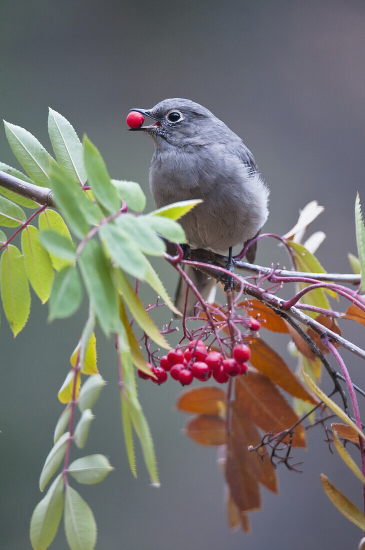 Townsend's Solitaire (Myadestes townsendi) with Mountain Ash berry in beak perched on branch, Fairbanks, Alaska, Fall