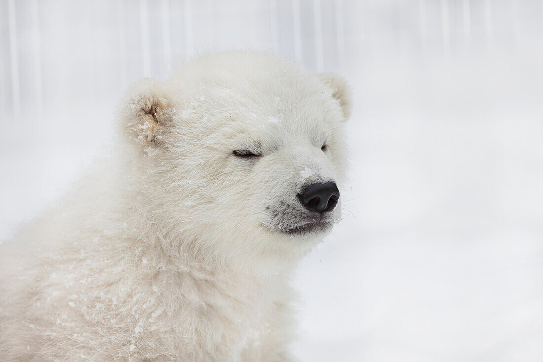 'Captive, Portrait of ''Kali'', a 2-3 month old orphaned male polar bear cub in a fenced outdoor play area at the Alaska Zoo in Anchorage, Alaska.  '