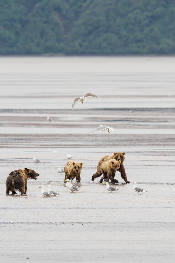 A coastal brown bear sow and two cubs looking for salmon, run across the tidal flats of Chinitna Bay, Lake Clark National Park & Preserve, Alaska while seagulls look on.  Summer.