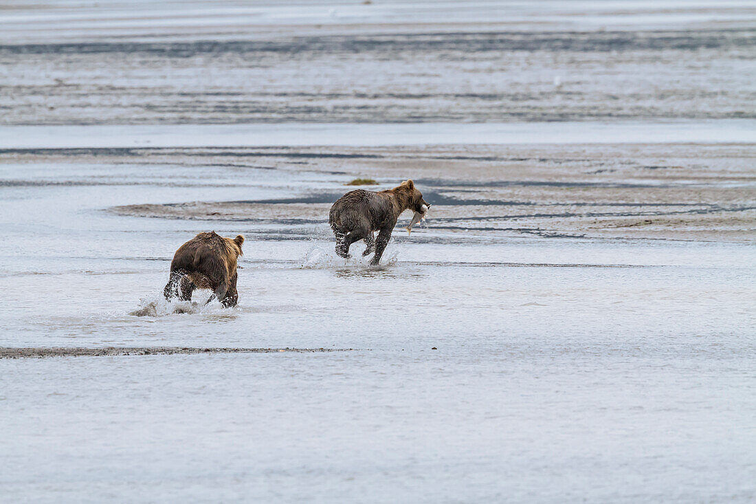 A coastal brown bear hoping to steal a fish, chases another bear who has caught a salmon on the tidal flats of Chinitna Bay, Lake Clark National Park & Preserve, Alaska.  Summer.