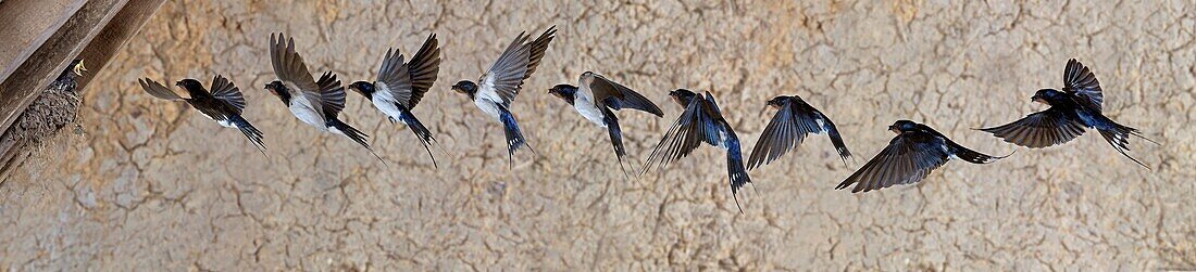 France, Barn Swallow (Hirundo rustica)