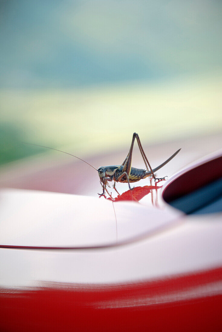 Giant grasshopper sitting on the bonnet of a car, Rijeka Crnojevica, Lake Skadar National Park, Montenegro, Western Balkan, Europe