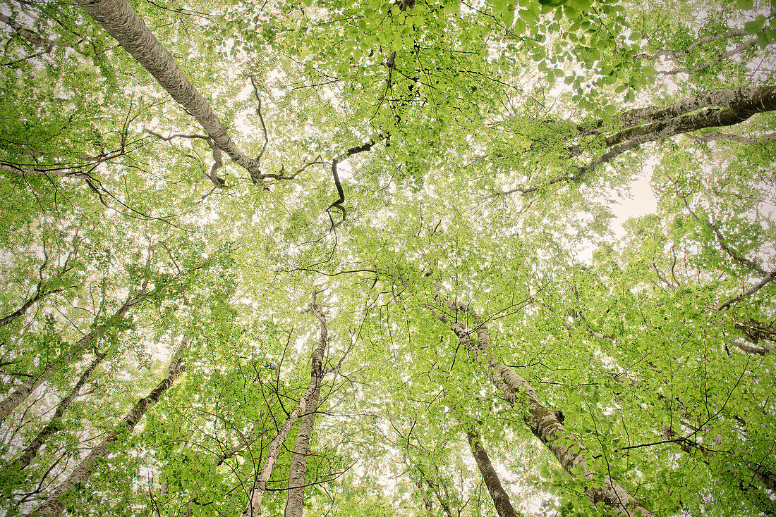 Trees in the abundant Virgin Forest in Biogradska Gora National Park, Montenegro, Western Balkan, Europe