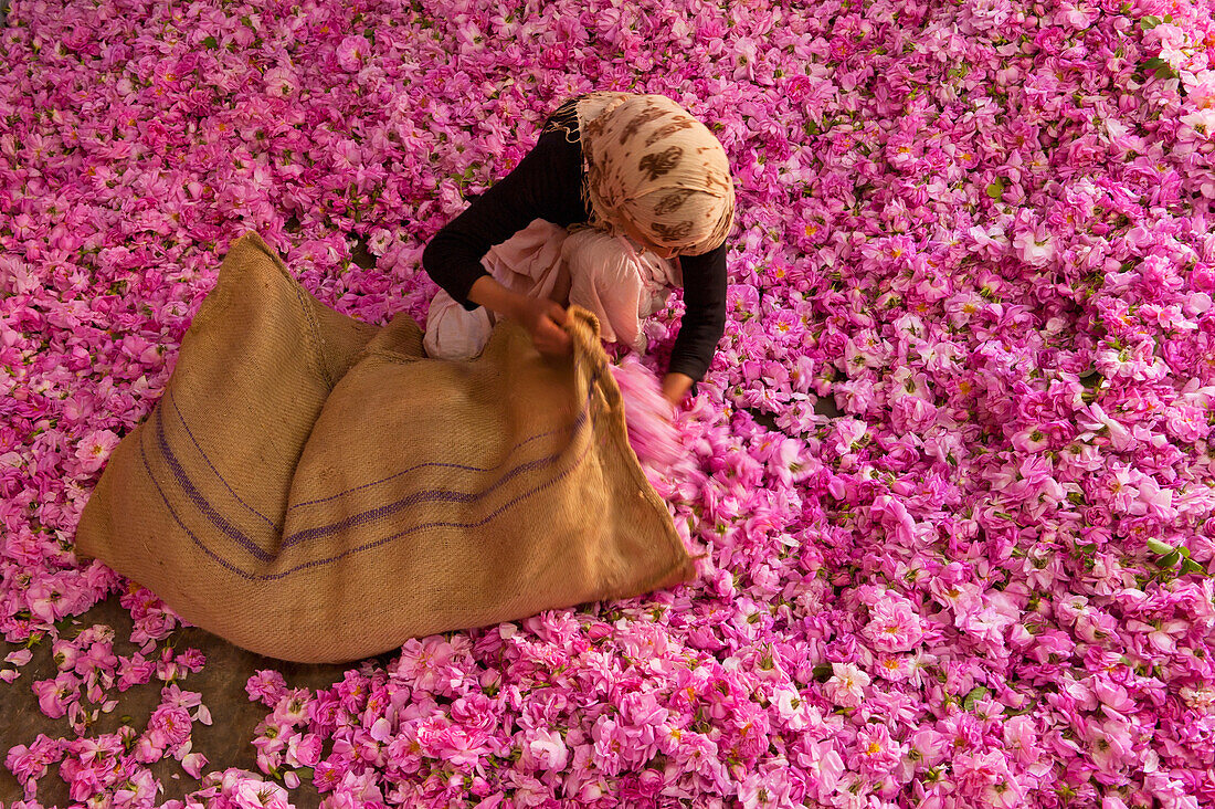 Woman stuffing large pile of roses into sack in Kasbah Des Roses, Valley of Roses, Morocco