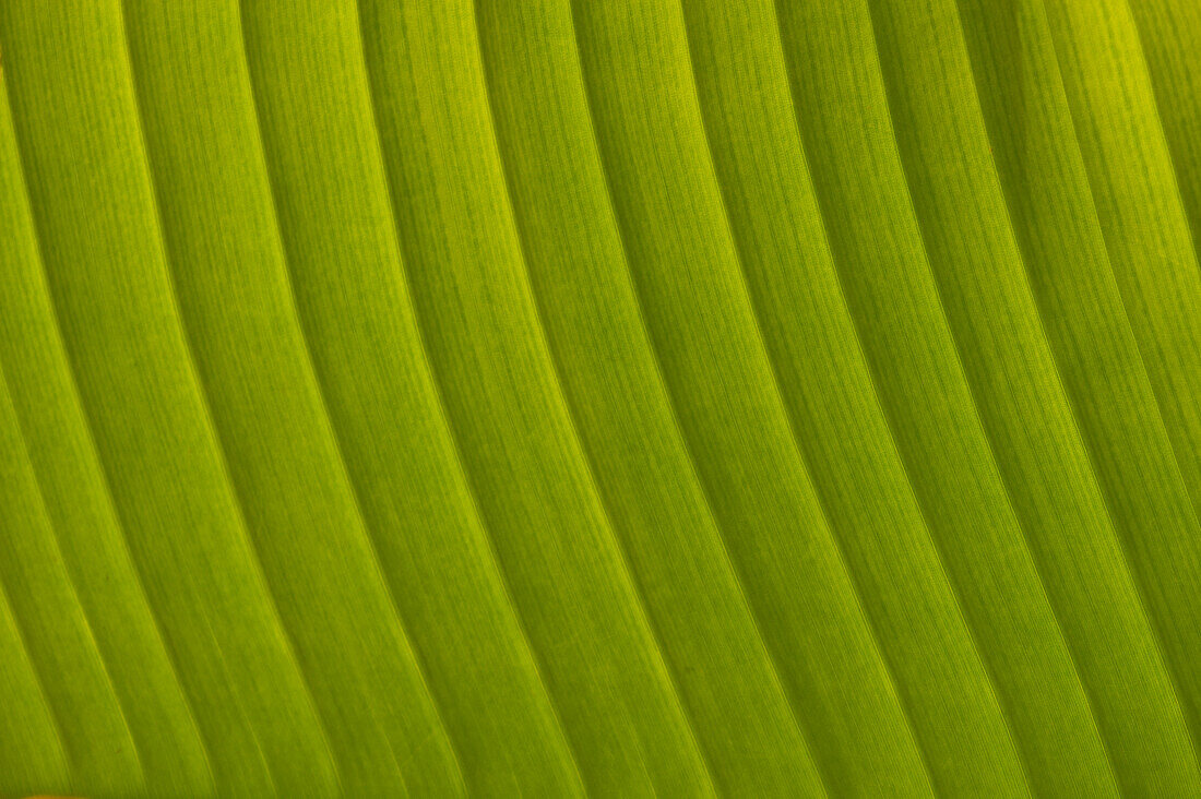 Detail of leaf, Marrakech, Morocco