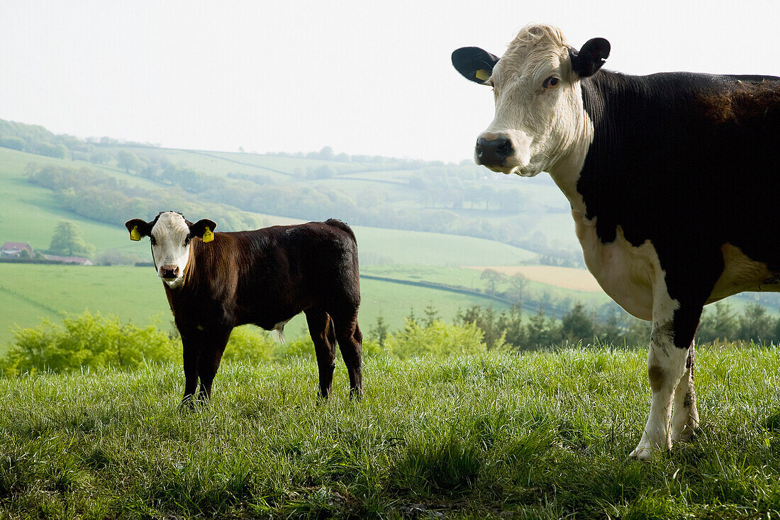 View of cow on pasture, Devon, England, United Kingdom