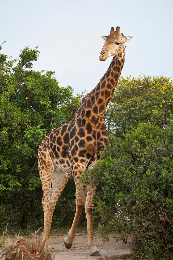 South Africa, Garden Route, Giraffe, Kariega Game Reserve