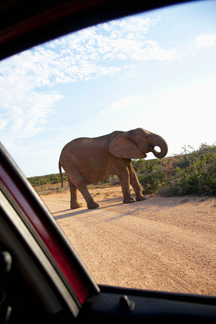 South Africa, Garden Route, Elephant seen from safari jeep, Addo Elephant National Park
