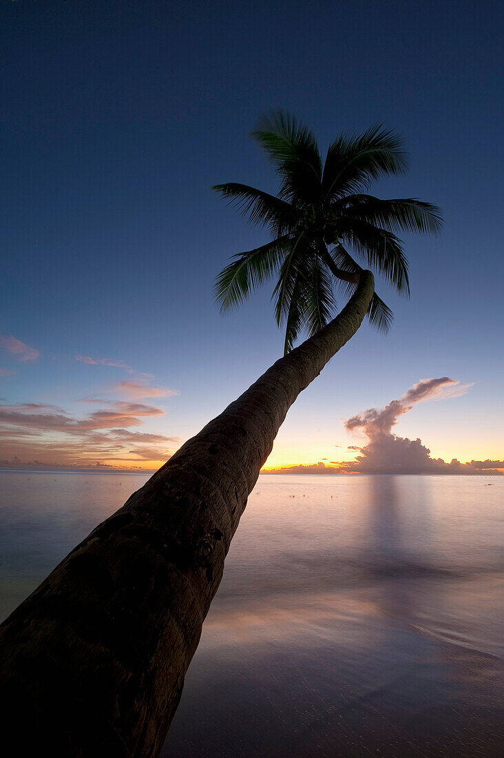 Palm tree leaning over beach at dusk near, Holetown, Barbados
