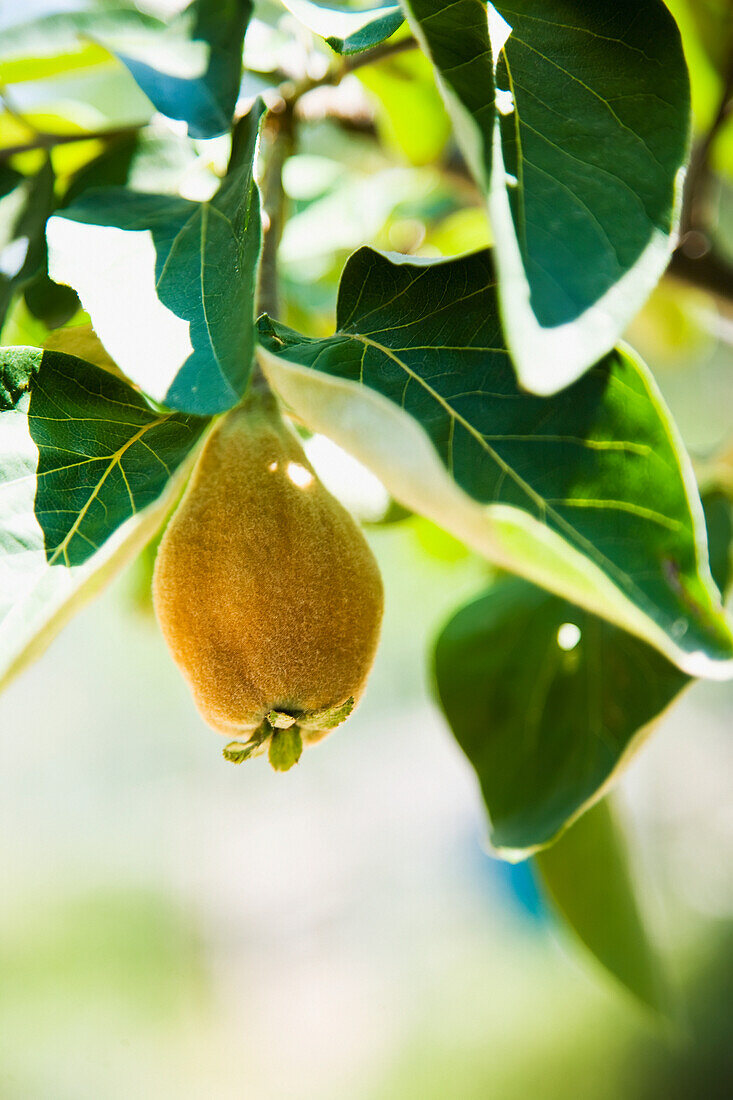 Fruit trees growing wild in the hills, Ierissos, Halkidiki, Greece