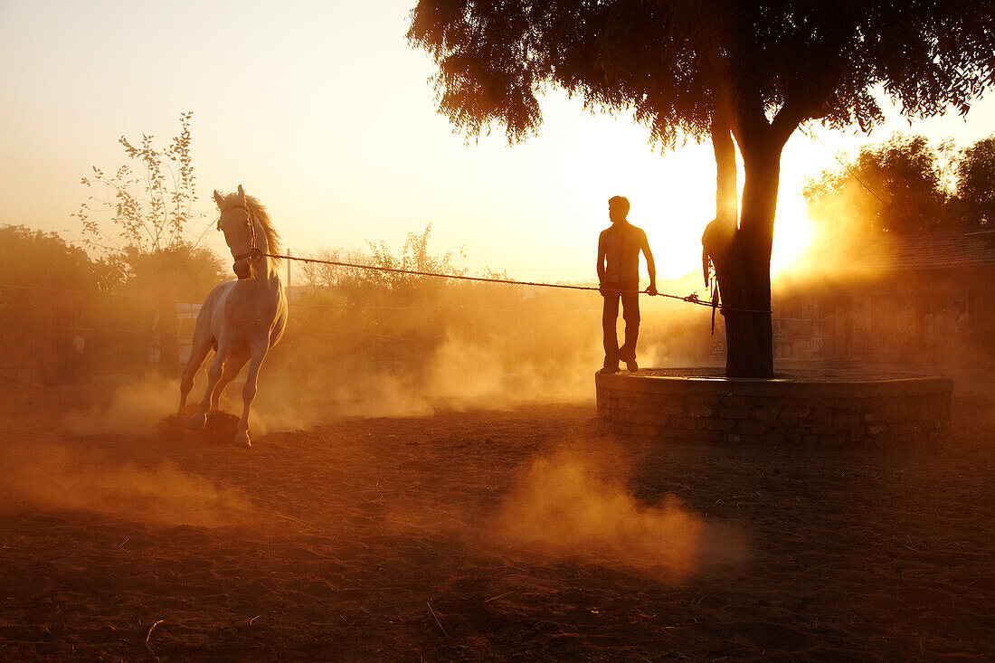 Man exercising white stallion at Castle Bijaipur stables Rajasthan India © Andy Kerry / Axiom