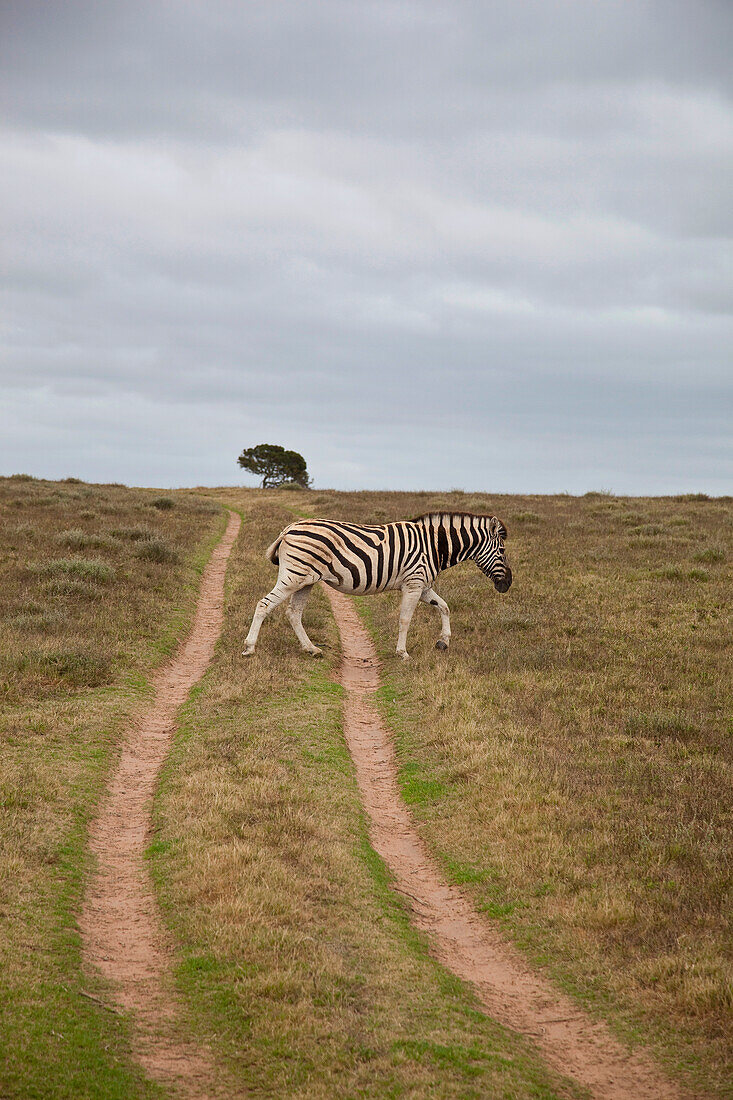 South Africa, Garden Route, Zebra crossing dirt track, Kariega Game Reserve