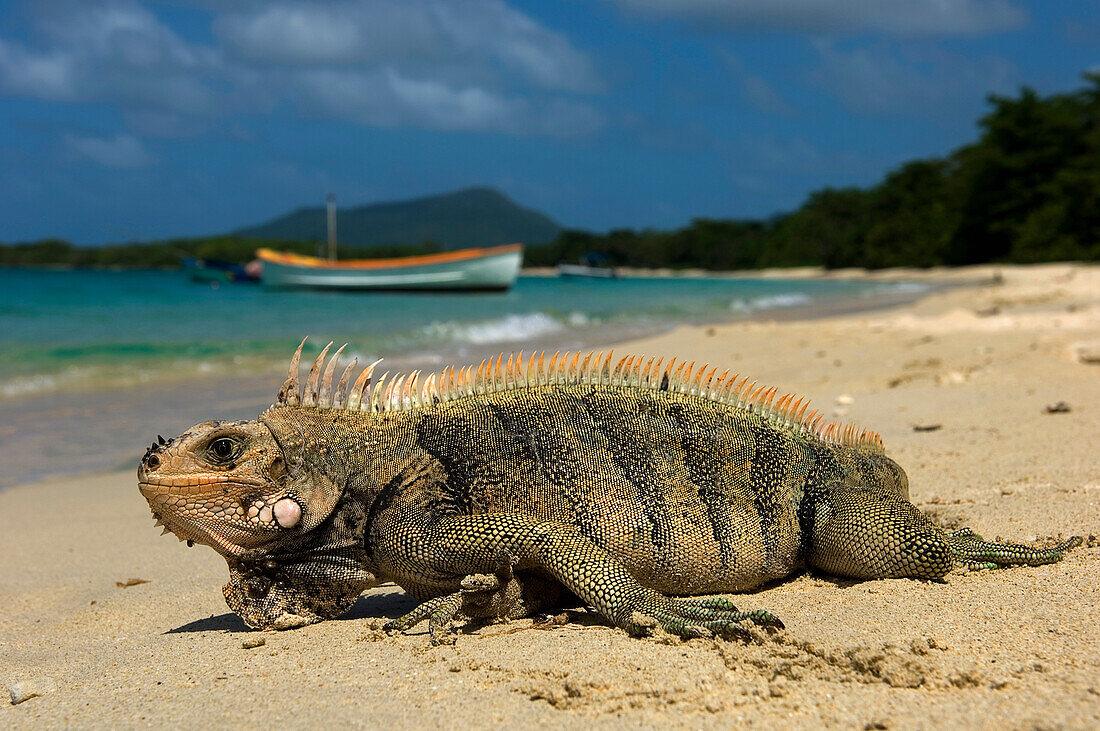Iguana on Paradise Beach, Carriacou Island, Grenadines, Grenada, Caribbean