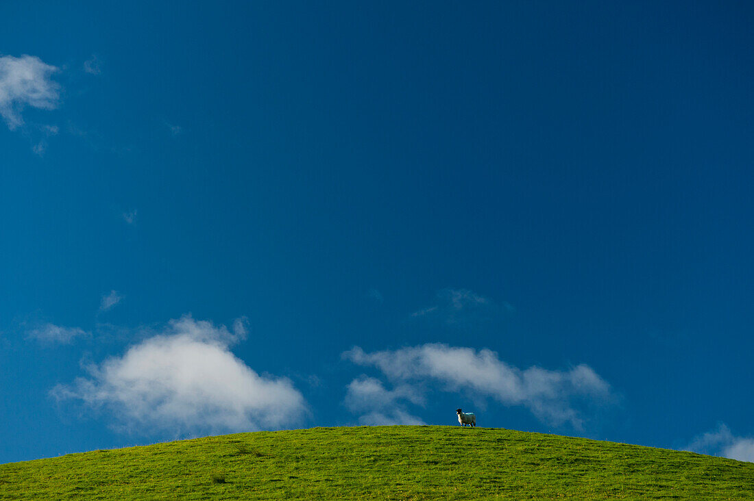 Sheep on top of hill near Little Langdale, Lake District National Park, Cumbria, England