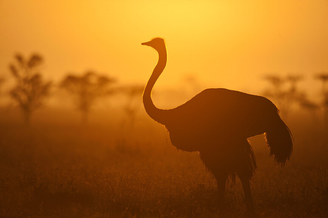 Silhouette of ostrich at dawn, Ol Pejeta Conservancy, Kenya. Â© Ian Cumming / Axiom
