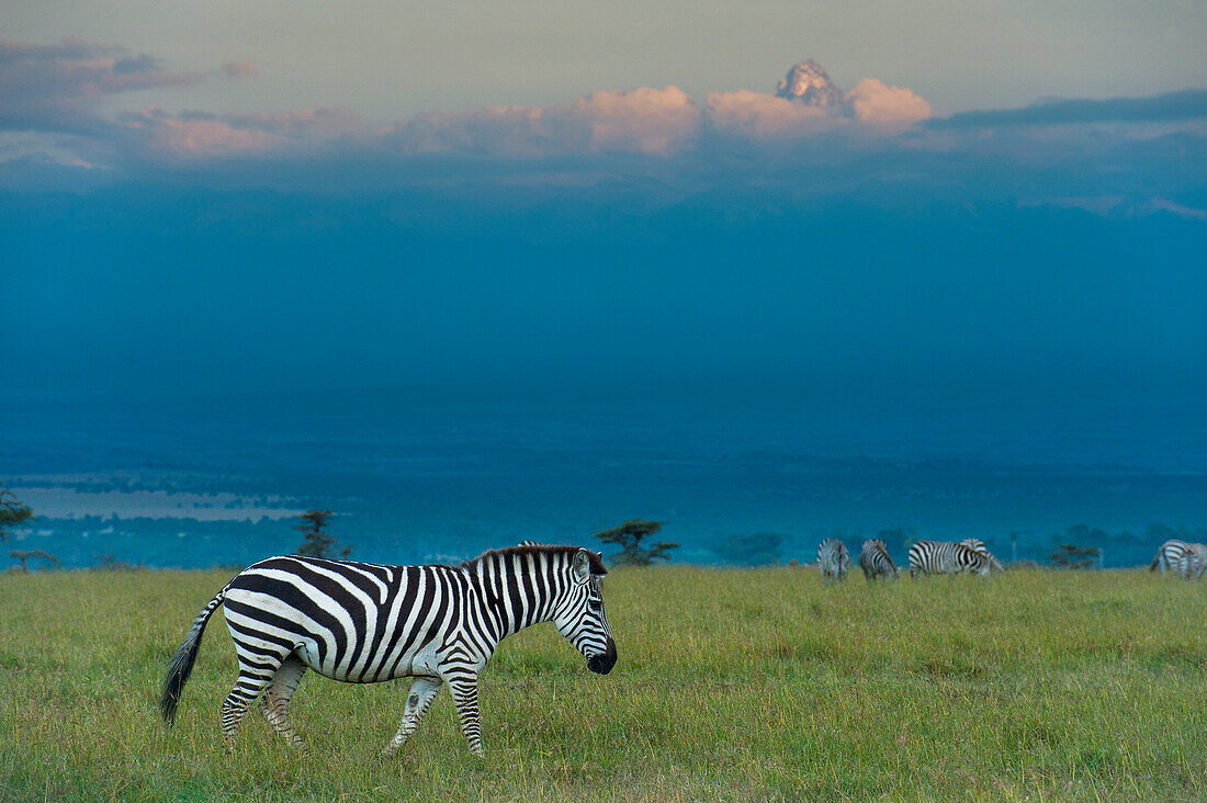 Zebras on grassy hill in front of Mt Kenya at dusk in Ol Pejeta Conservancy, Laikipia County, Kenya