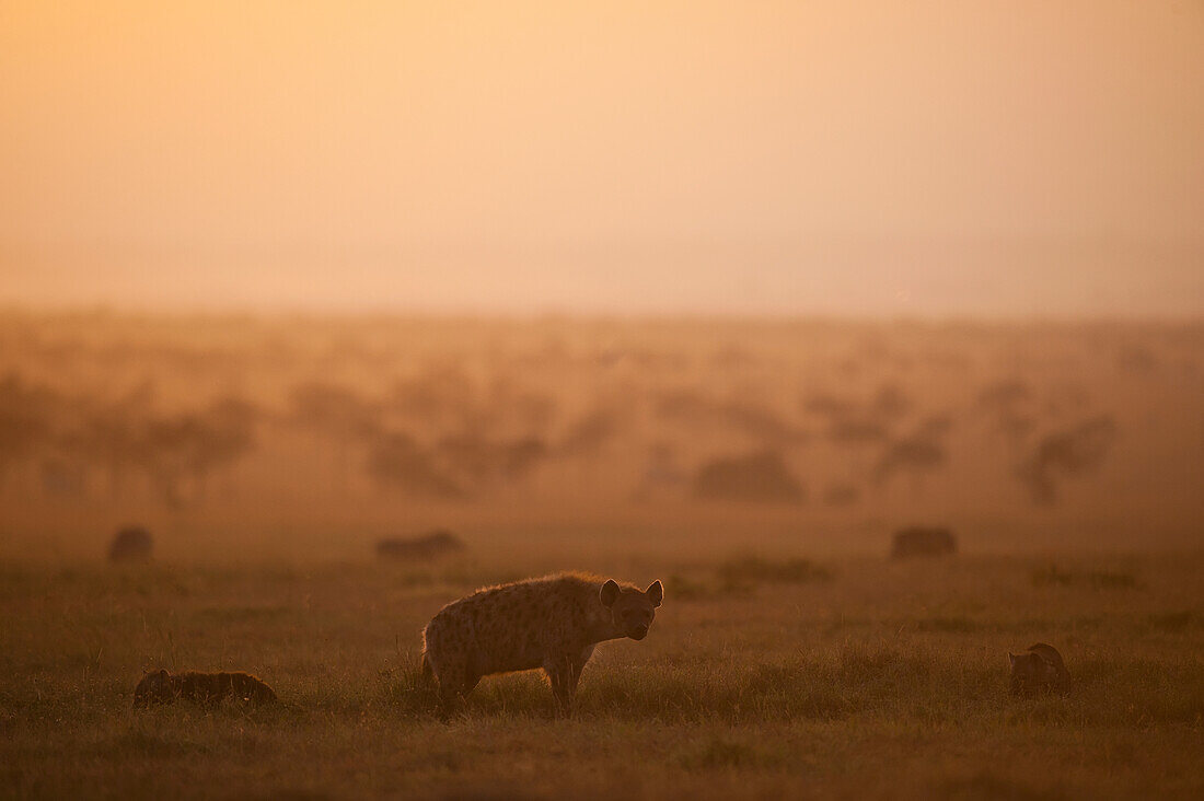 Hyena with cubs at dawn in Ol Pejeta Conservancy, Laikipia Country, Kenya