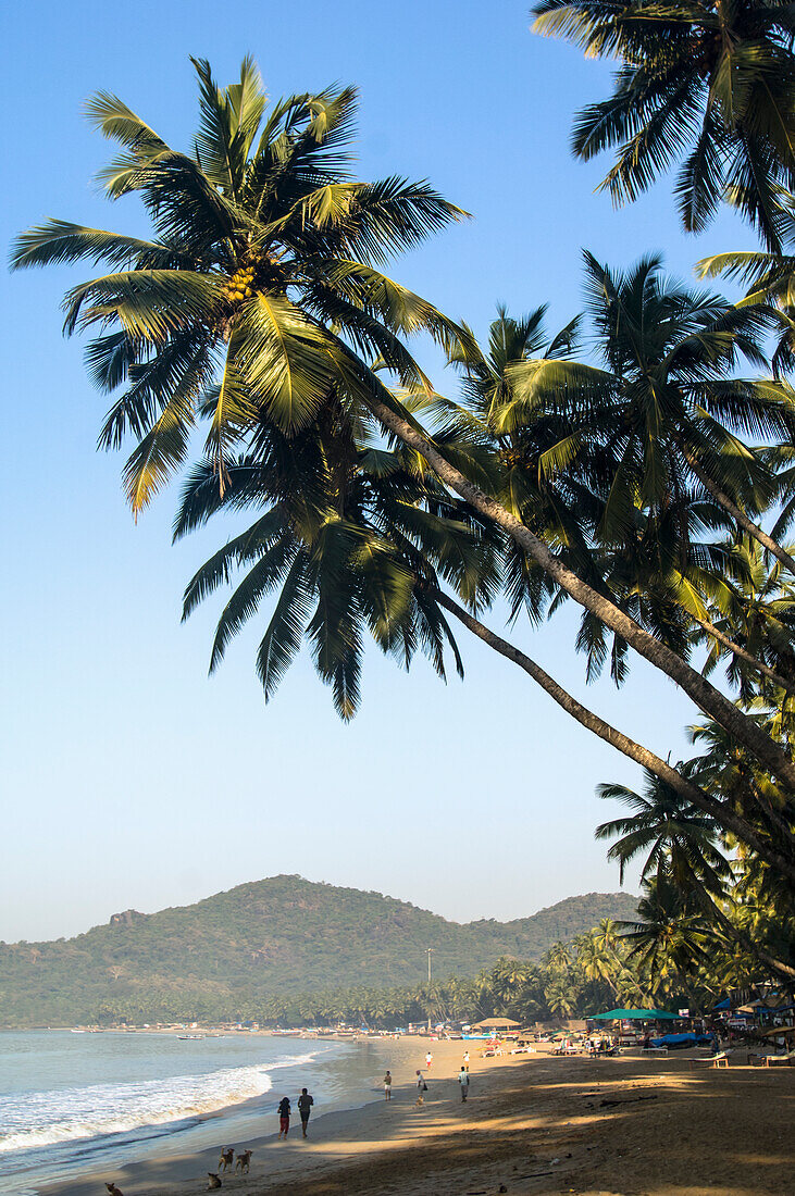 India, Palm trees over Palolem Beach, Goa