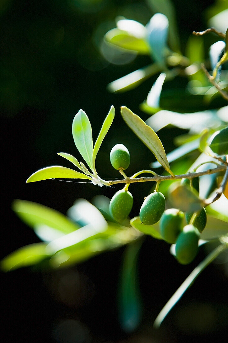 Green olives ripening in sunshine, Sithonia, Halkidiki, Greece