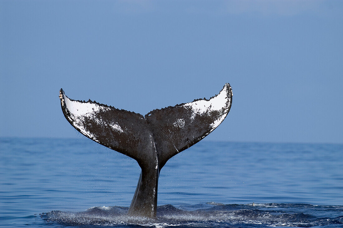 Humpback Whale (Megaptera novaeangliae) tail, Humpback Whale National Marine Sanctuary, Hawaii - Notice must accompany publication: Photo obtained under NMFS Permit #753