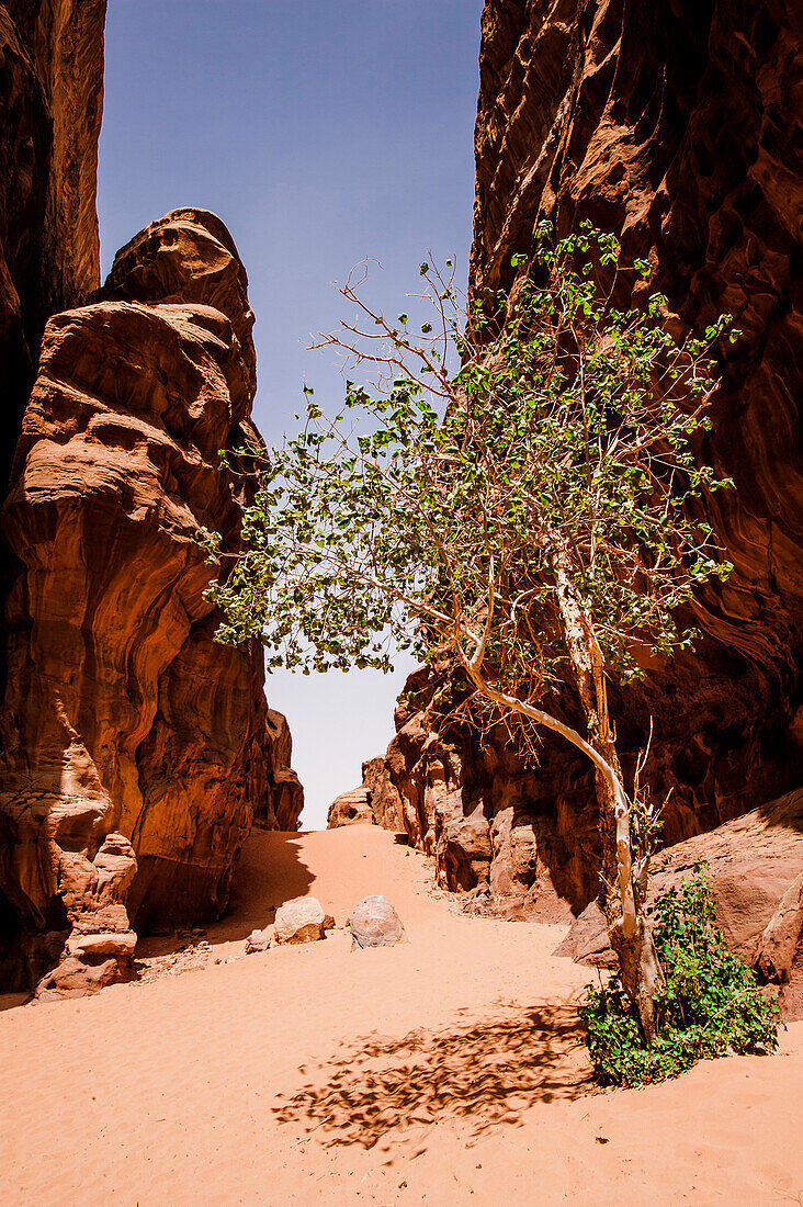 Deciduous tree in a gorge between rocks, Wadi Rum, Jordan, Middle East
