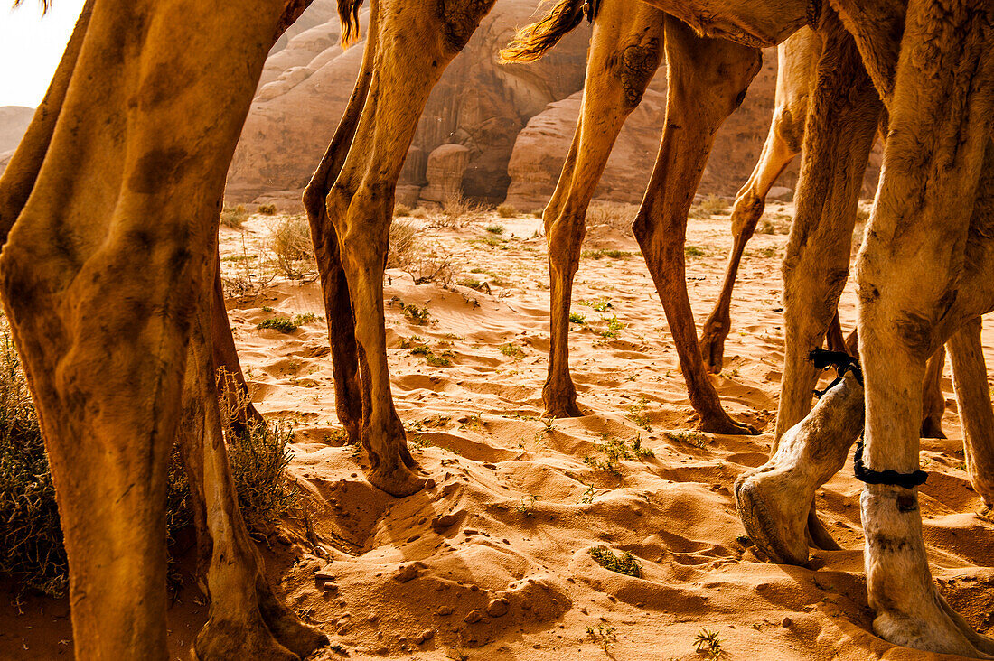 Beine mehrerer Dromedare, Wadi Rum, Jordanien, Naher Osten
