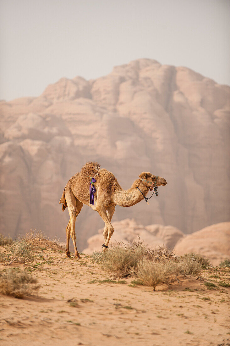 Dromedar, Wadi Rum, Jordanien, Naher Osten