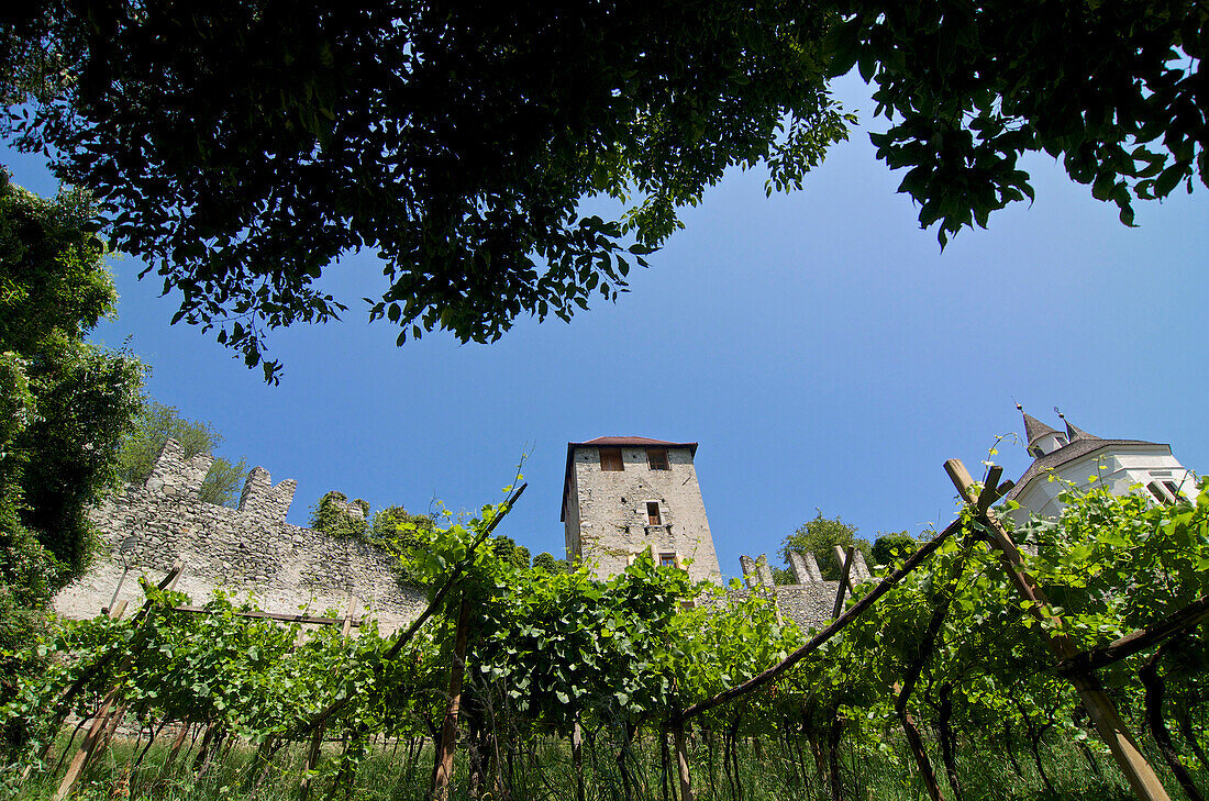 Weinstöcke und die Mauern der Burg Branzoli am Kloster Säben oberhalb von Klausen, Eisacktal, Dolomiten, Südtirol, Italien