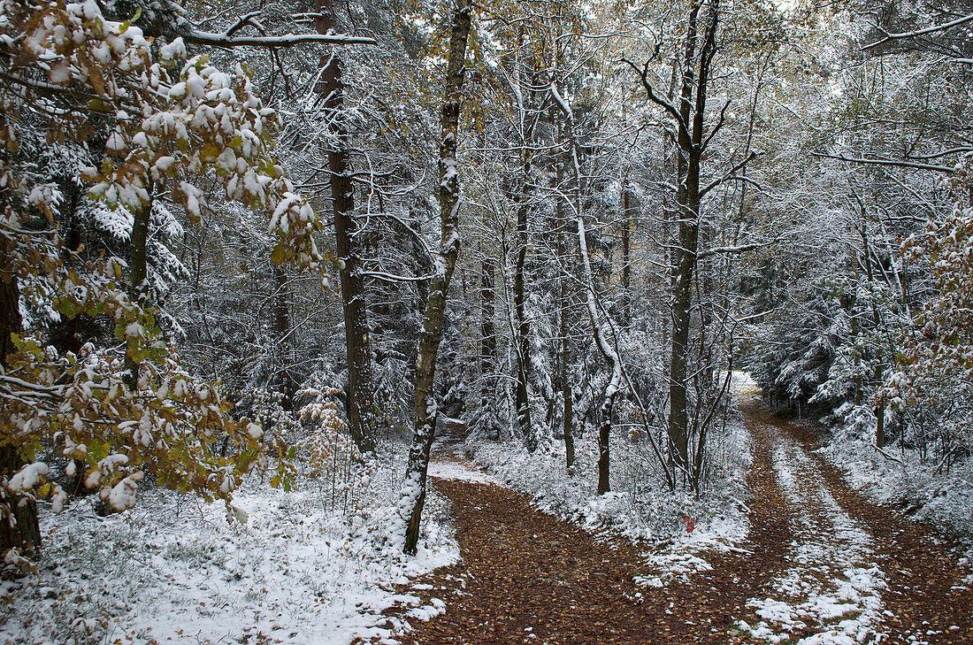 Forest path at Grosser Pfahl with early snow near Viechtach, Bavarian Forest, Bavaria, Germany