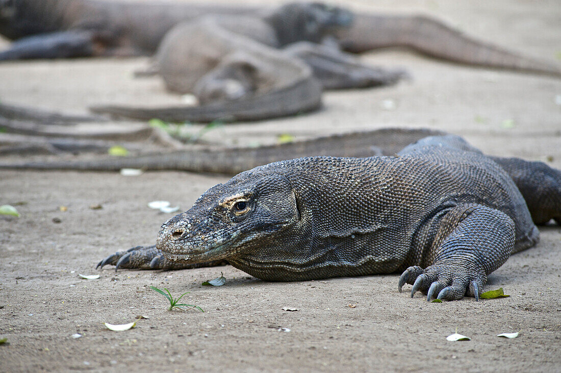 Komodo dragon in Komodo National Park, Labuhanbajo, West Flores, Nusa Tenggara, Lesser Sunda Islands, Indonesia, Southeast Asia, Asia