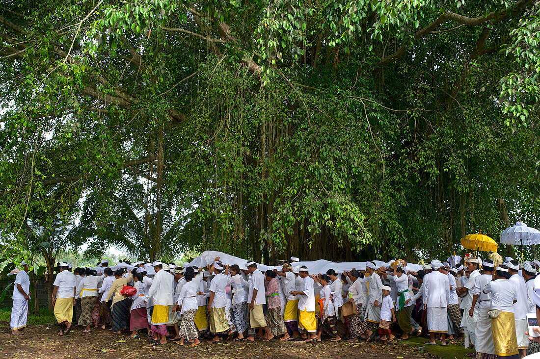 Balinesen mit symbolischem Leichnam unter großem Banyanbaum, Totenfeier, Ritual zur Rückkehr der Seele, Mengwi, Bali, Indonesien