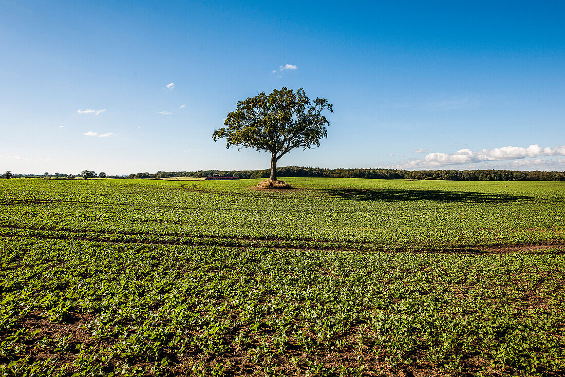 Einzelner Baum auf einem Feld, Rieseby, Schleswig-Holstein, Deutschland