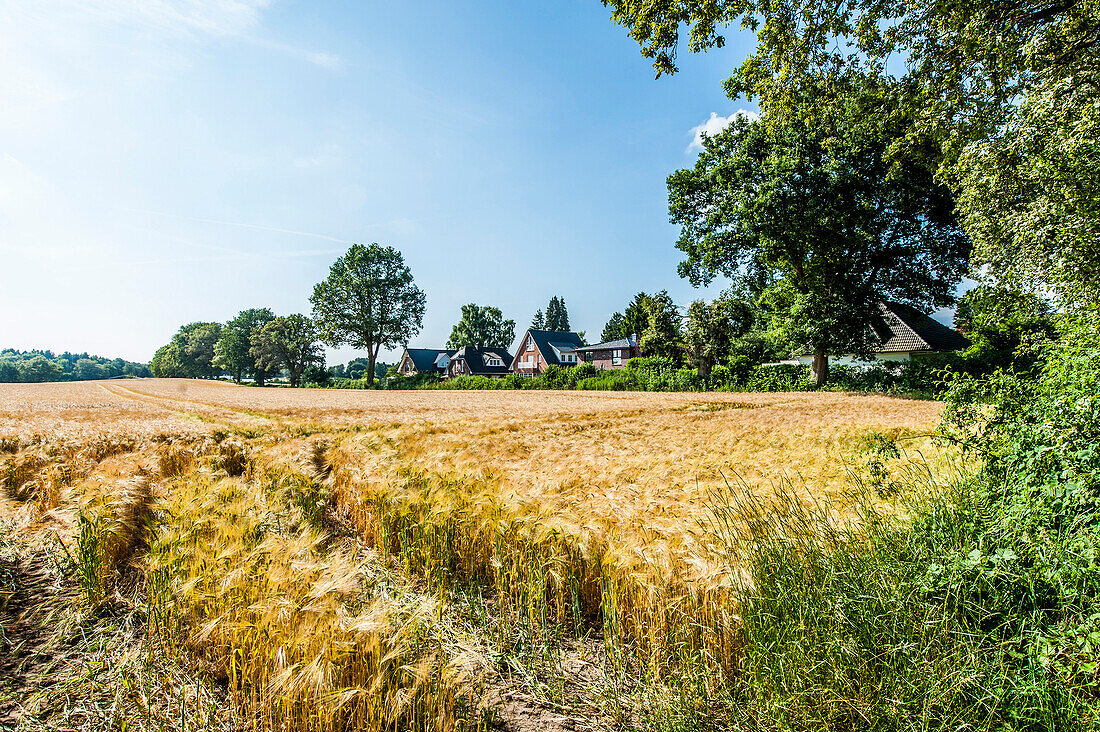 Blick über ein Getreidefeld auf eine Wohnsiedlung, Hamburg-Duvenstedt, Deutschland