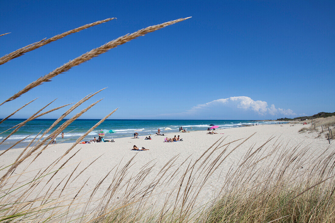 Strand Torre Guaceto an der Adria, Provinz Bari, Region Apulien, Italien, Europa