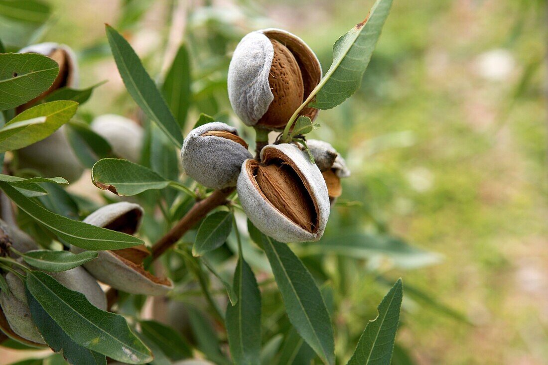 Almonds on an almond-tree  LLeida  Spain