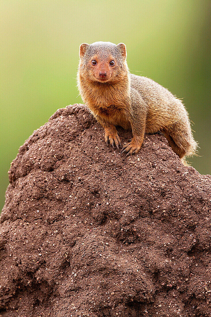 Common Dwarf Mongoose Helogale parvula on termite mound, Serengeti National Park, Tanzania