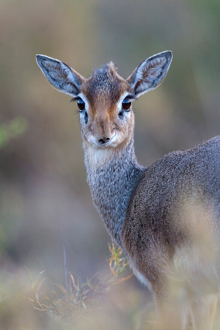 female Kirk´s Dik-dik Madoqua kirkii, Serengeti National Park, Tanzania