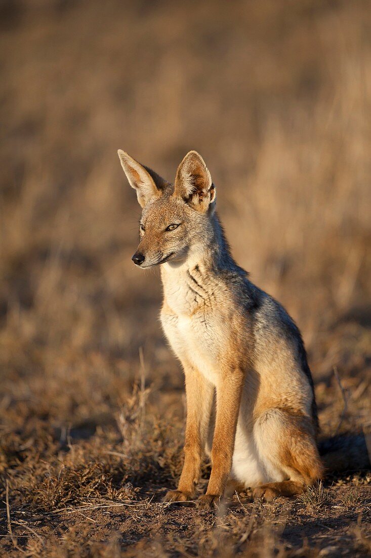 Black-backed Jackal Canis mesomelas sitting in savannah during sunrise, Serengeti National Park, Tanzania