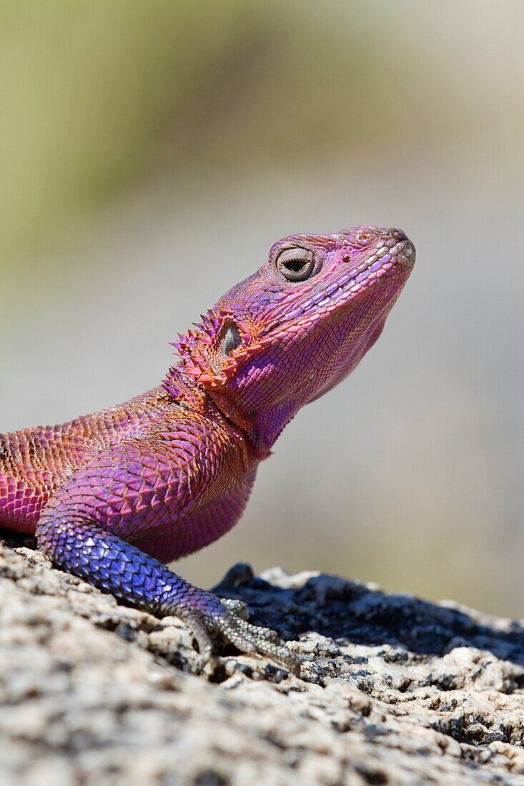 male Flat-headed Rock Agama Agama mwanzae on rock, Serengeti National Park, Tanzania