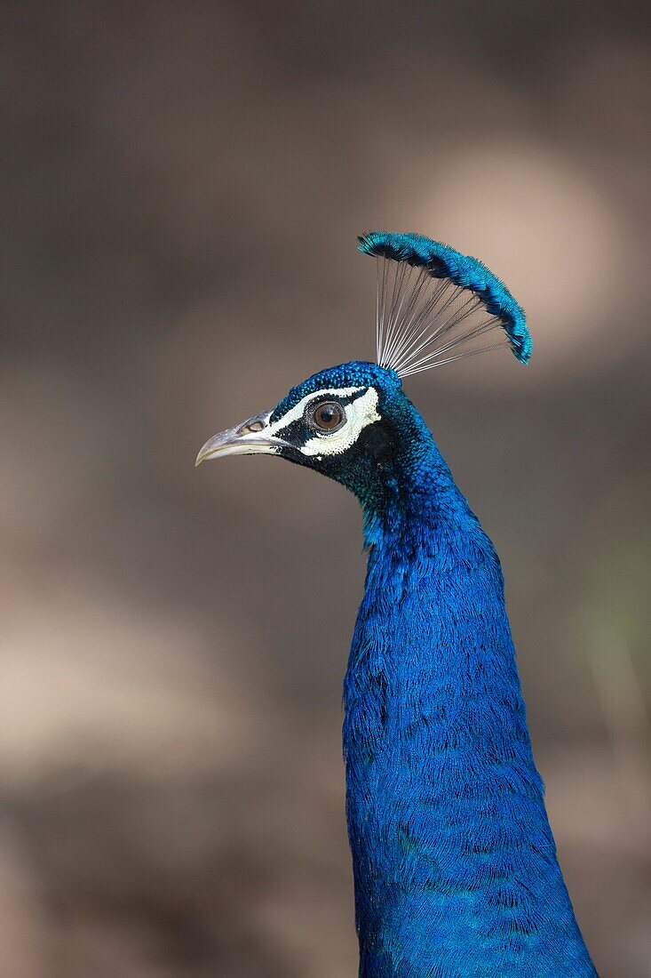portrait of an Indian Peafowl (Pavo cristatus), Ranthambore National Park, Rajasthan, India