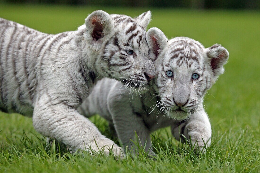 White Tiger, panthera tigris, Cub standing on Grass