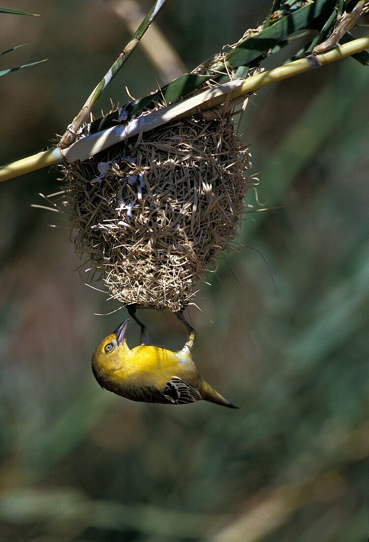 Golden Weaver, ploceus xanthops, Adult building Nest, Kenya